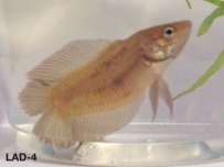 4: Young male. Longfin Double-tail.
