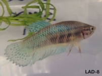 8: 3 month old male. Crown tail “Moody Blues holographic”