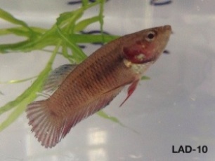 10: 3 month old male. “Queen 1″ Carries giant longfin, crown tail and double tail.