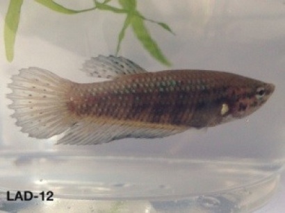 12: 3 month old male. “Queen 1″ Carries giant longfin, crown tail and double tail.