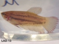 13: 3 month old male. “Queen 1″ Carries giant longfin, crown tail and double tail.