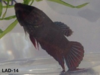 14: 3 month old male. “Queen 1″ Carries giant longfin, crown tail and double tail.