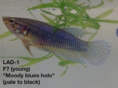 1: Possibly female. “Moody Blues Holographic (pale to black)”