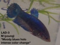 3: Young male. “Moody Blues Holographic (intense color change)”