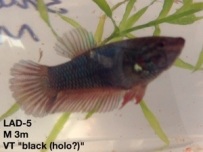 5: 3 month old male. Veil tail “black holographic”