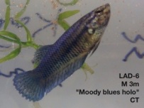 6: 3 month old male. Crown tail “Moody Blues Holographic”