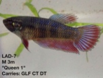 7: 3 month old male. “Queen 1″ Carries giant longfin, crown tail and double tail.