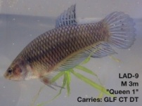 9: 3 month old male. “Queen 1″ Carries giant longfin, crown tail and double tail.