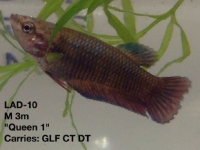 10: 3 month old male. “Queen 1″ Carries giant longfin, crown tail and double tail.