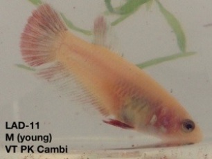 11: Young male. Veil tail plakat, Cambodian