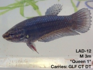 12: 3 month old male. “Queen 1″ Carries giant longfin, crown tail and double tail.