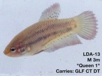 13: 3 month old male. “Queen 1″ Carries giant longfin, crown tail and double tail.