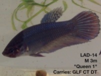 14: 3 month old male. “Queen 1″ Carries giant longfin, crown tail and double tail.