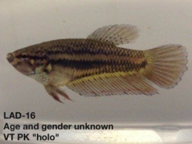 16: Age and gender unknown. Veil tail Plakat “holographic”
